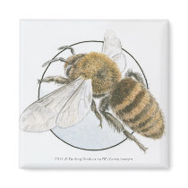 Illustration of European Honey Bee Magnets
