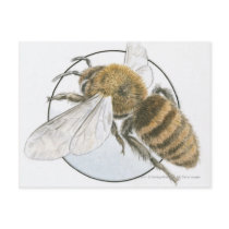 Illustration of European Honey Bee Post Card