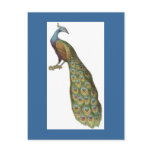 Illustration of peacock postcards