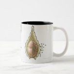 Illustration of the life cycle of a Selaginella Mugs