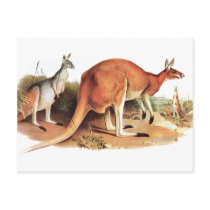 Illustration of The Red Kangaroo´s