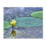 Ilupe Postcard