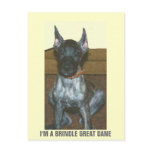 I'M A BRINDLE GREAT DANE postcards