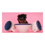 I'm not a Tea Cup Poodle! photo cards