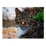 I'm Not Amused.... Post Cards