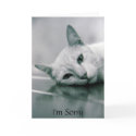 I'm Sorry cat card