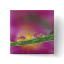 Image of asters formed in water droplets button