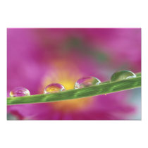 Image of asters formed in water droplets