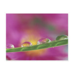 Image of asters formed in water droplets postcards