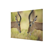 Imapla (Aepyceros melampus) wanting to fight, Gallery Wrap Canvas