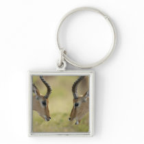 Imapla (Aepyceros melampus) wanting to fight, Key Chain