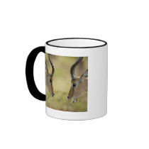 Imapla (Aepyceros melampus) wanting to fight, Coffee Mugs