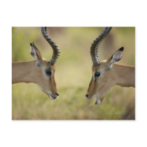 Imapla (Aepyceros melampus) wanting to fight, Postcards