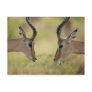 Imapla (Aepyceros melampus) wanting to fight, Postcards