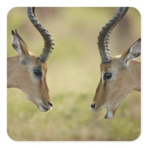 Imapla (Aepyceros melampus) wanting to fight, Sticker