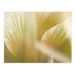 IMESAPU No. 0117 Postcard