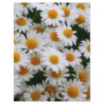 IMG_0066  Daisy Lovers flyers