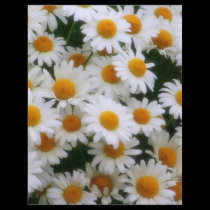 IMG_0066  Daisy Lovers flyers