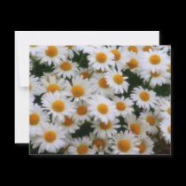 IMG_0066  Daisy Lovers invitations