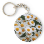 IMG_0066  Daisy Lovers