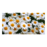 IMG_0066  Daisy Lovers photo cards