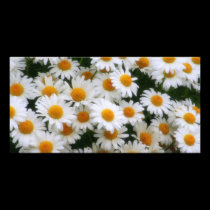 IMG_0066  Daisy Lovers photo cards