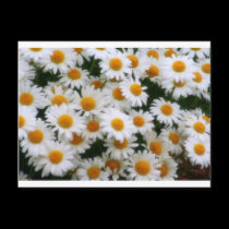 IMG_0066  Daisy Lovers postcards