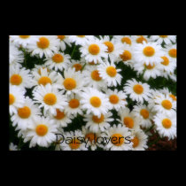 IMG_0066, Daisy lovers posters