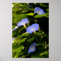 IMG_0162 Morning Glories posters