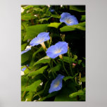 IMG_0162 Morning Glories posters