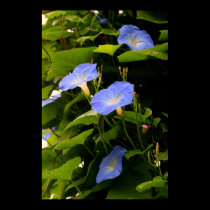 IMG_0162 Morning Glories posters