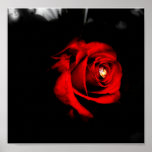 IMG_0365ROSE POSTER