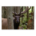 IMG_0560_elk3_5x7-06202004 cards