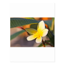IMG_0968.JPG POSTCARDS