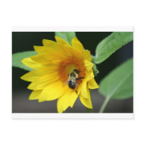 IMG_1222 Postcard