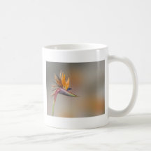 IMG_3764 MUG
