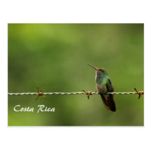 IMG_7650 hummingbird costa rica Postcard