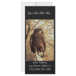 Immature Bald Eagle Full Color Rack Card