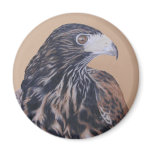 Immature Harris Hawk Fridge Magnets