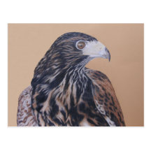 Immature Harris Hawk Postcard