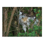 Immature Red Tailed Hawk Coordinating Items Post Card
