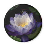 Immutabilis Magnets