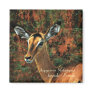 Impala antelope Aepyceros Melampus
