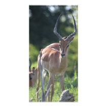 Impala Custom Photo Card