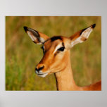 Impala safari animals prints, posters, images
