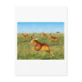 Impalas Postcard