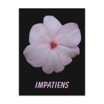 Impatiens Customizable Postcard