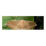 Imperial Moth Business Card Templates