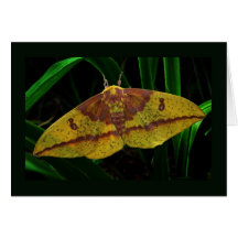 Imperial Silk Moth Note Card