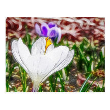 Impressions Of The Crocus Garden Postcards